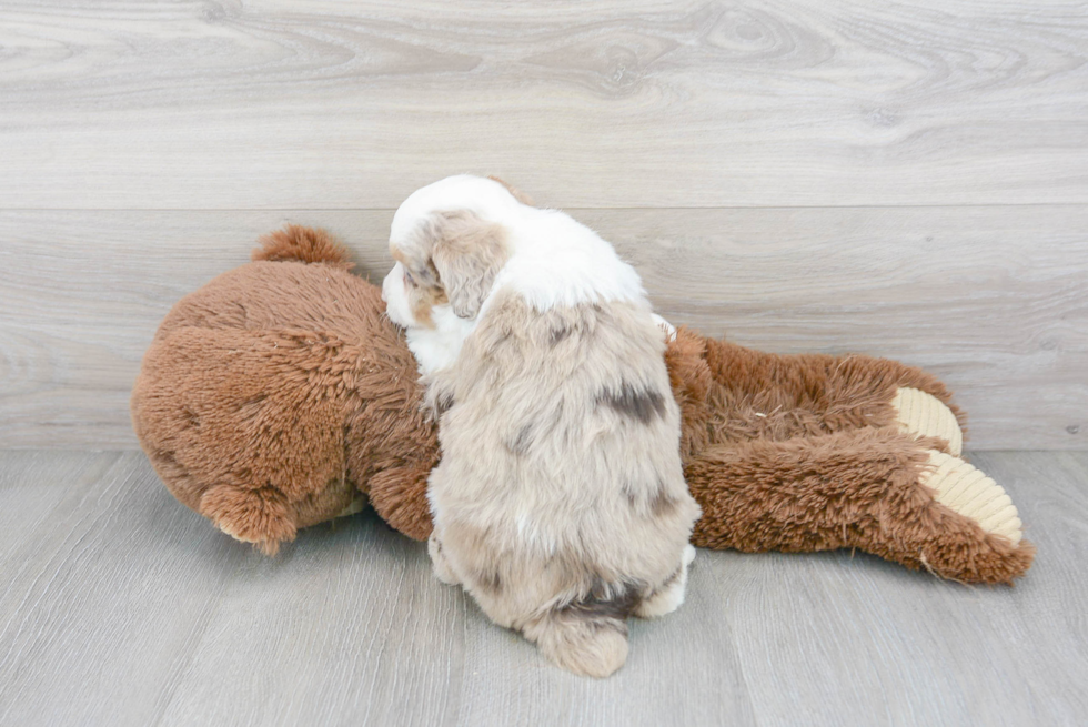 Fluffy Mini Aussiedoodle Poodle Mix Pup