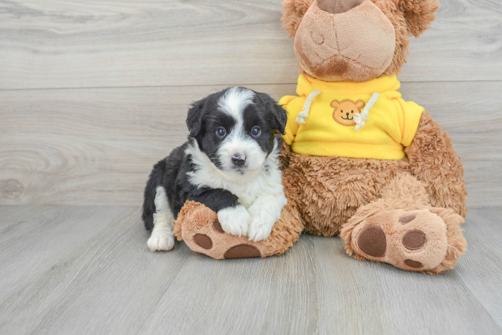 Mini Aussiedoodle Pup Being Cute