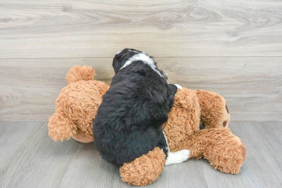 Fluffy Mini Aussiedoodle Poodle Mix Pup