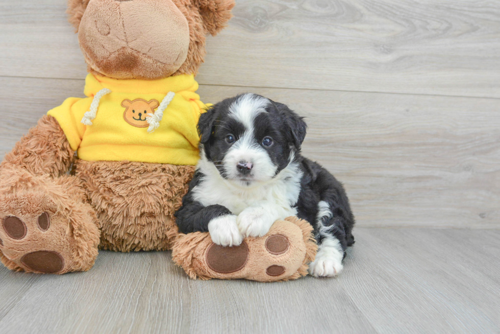 Popular Mini Aussiedoodle Poodle Mix Pup