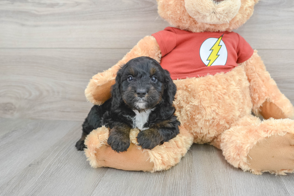 Smart Mini Aussiedoodle Poodle Mix Pup