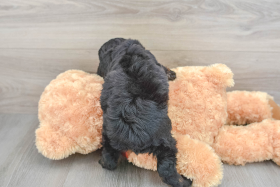 Best Mini Aussiedoodle Baby