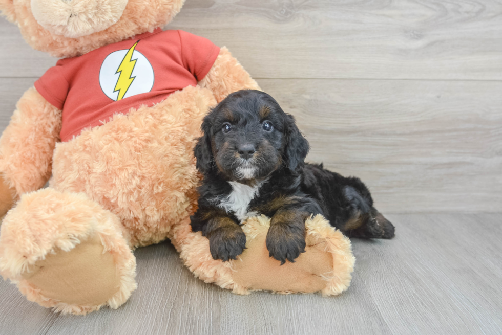 Best Mini Aussiedoodle Baby