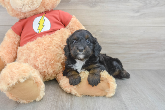 Best Mini Aussiedoodle Baby