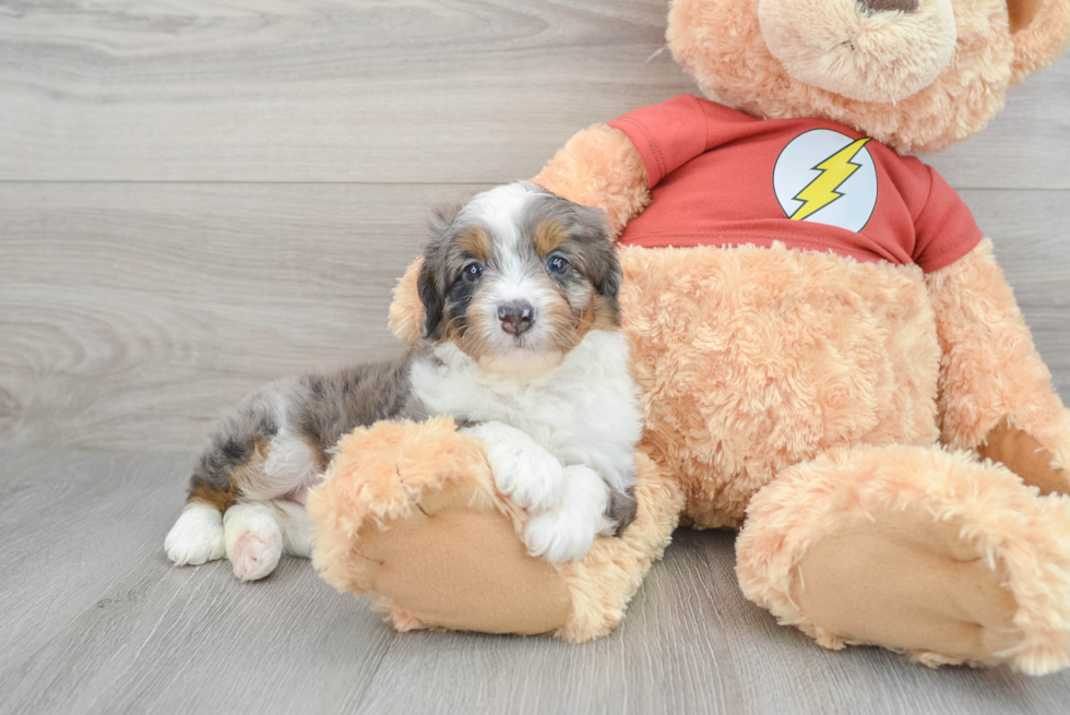 Small Mini Aussiedoodle Baby