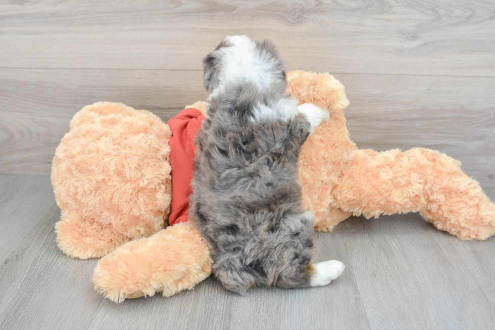Mini Aussiedoodle Puppy for Adoption
