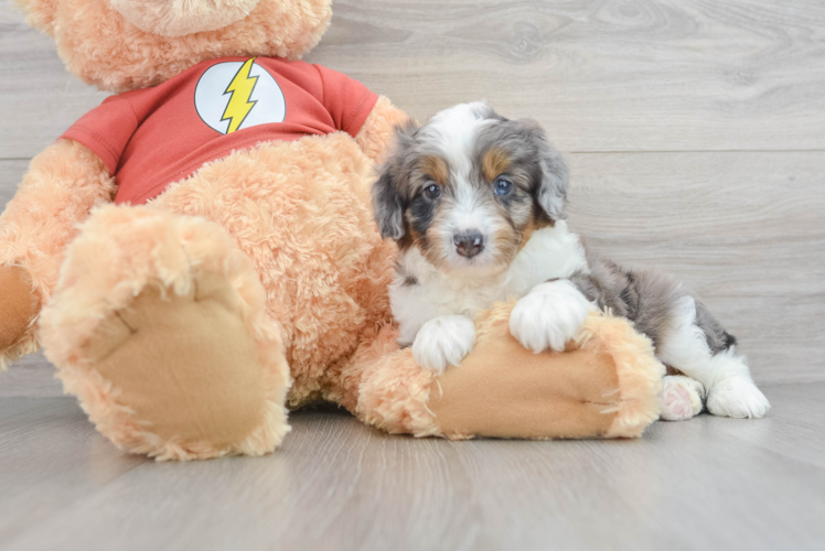 Best Mini Aussiedoodle Baby