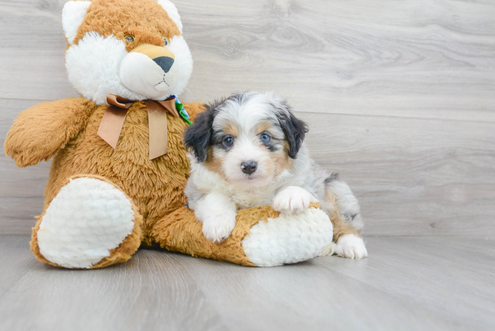 Happy Mini Aussiedoodle Baby