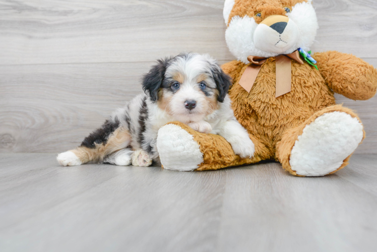 Mini Aussiedoodle Pup Being Cute