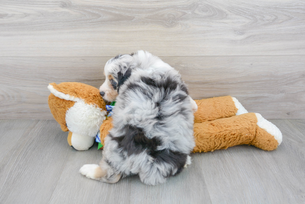 Energetic Aussiepoo Poodle Mix Puppy