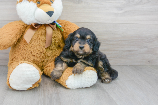 Happy Mini Aussiedoodle Baby