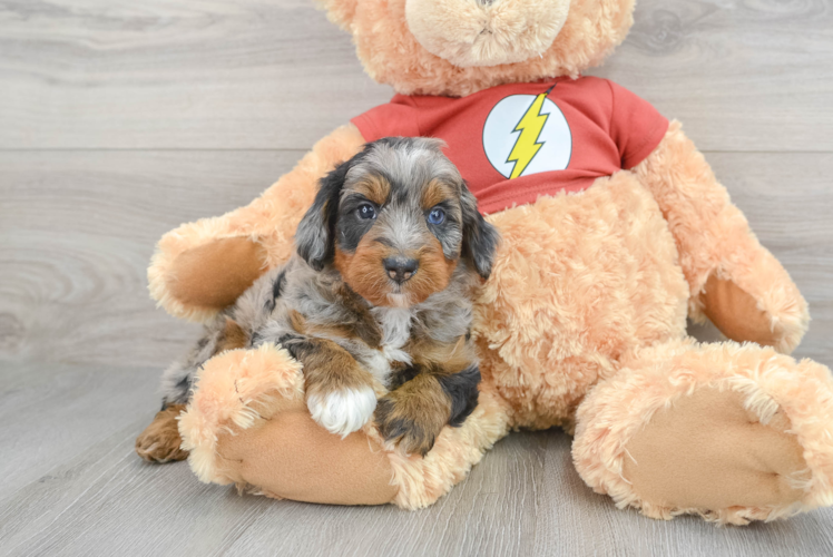 Mini Aussiedoodle Pup Being Cute