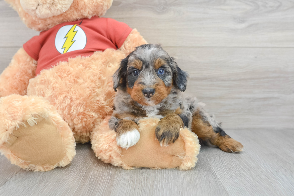 Mini Aussiedoodle Pup Being Cute