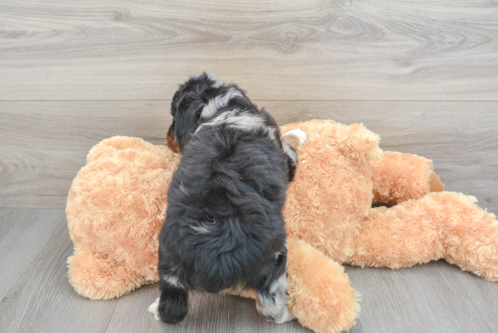 Mini Aussiedoodle Puppy for Adoption