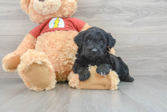 Mini Aussiedoodle Pup Being Cute