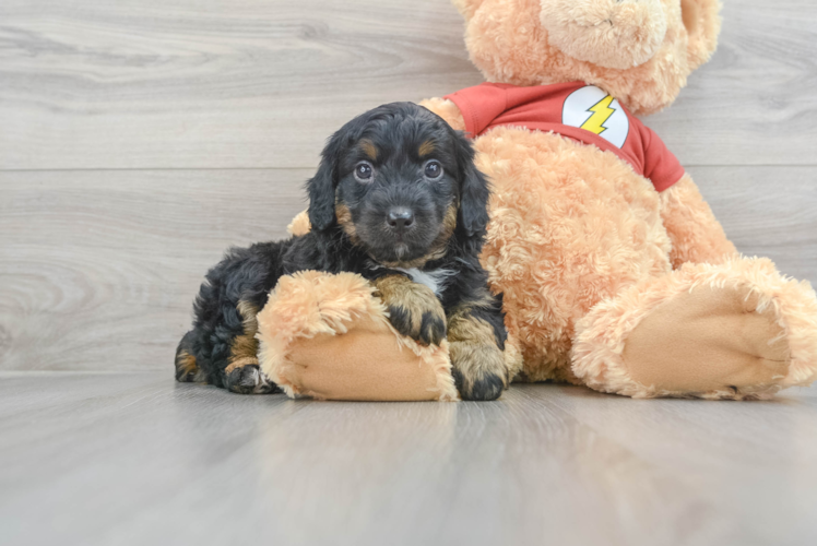 Smart Mini Aussiedoodle Poodle Mix Pup