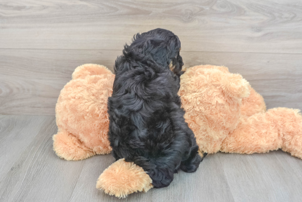 Best Mini Aussiedoodle Baby