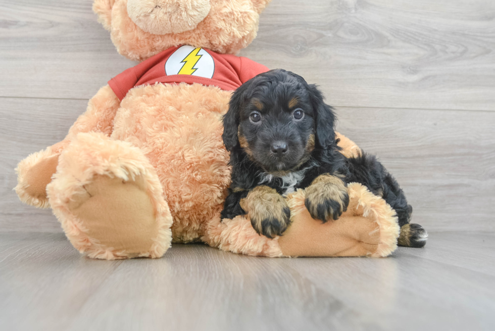 Happy Mini Aussiedoodle Baby