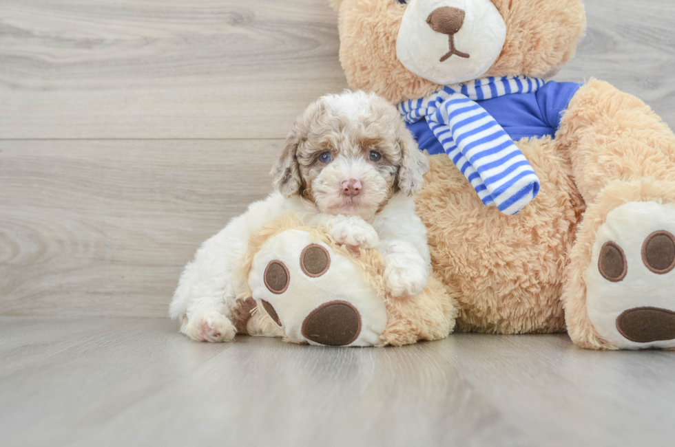 8 week old Mini Aussiedoodle Puppy For Sale - Premier Pups