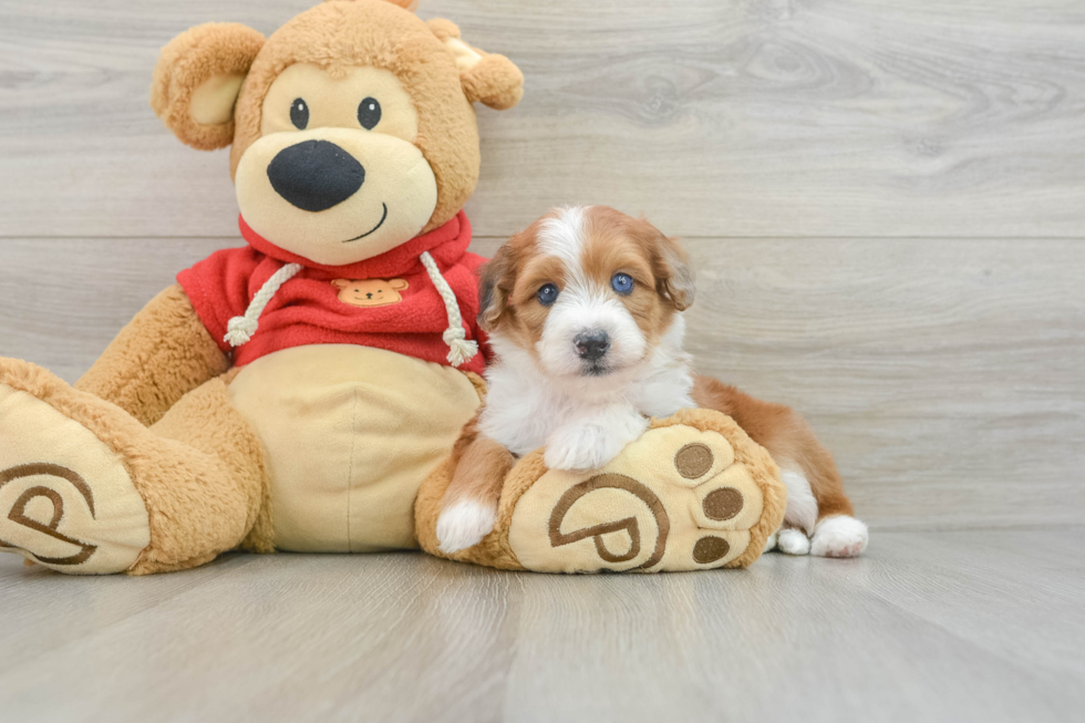 Sweet Mini Aussiedoodle Baby