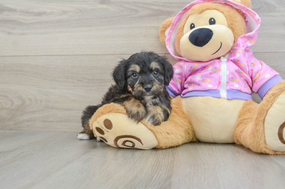 5 week old Mini Aussiedoodle Puppy For Sale - Premier Pups