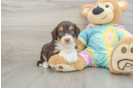Petite Mini Aussiedoodle Poodle Mix Pup