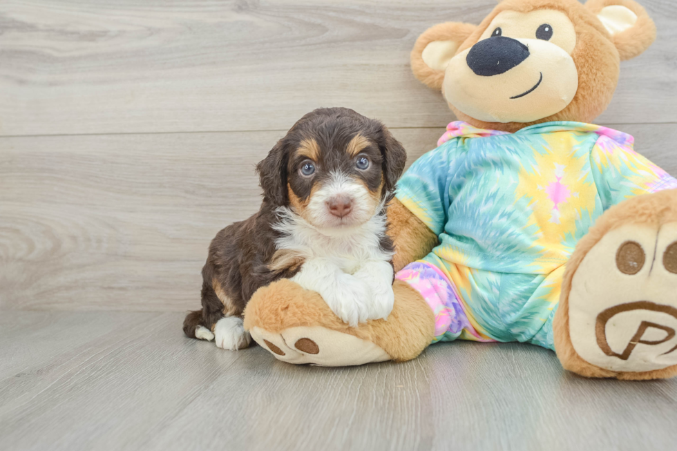 Petite Mini Aussiedoodle Poodle Mix Pup