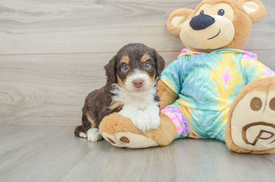 Petite Mini Aussiedoodle Poodle Mix Pup