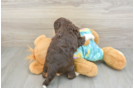 Happy Mini Aussiedoodle Baby