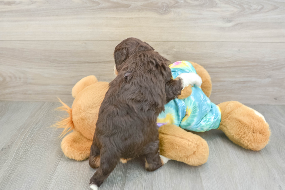 Happy Mini Aussiedoodle Baby
