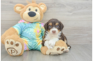 Happy Mini Aussiedoodle Baby