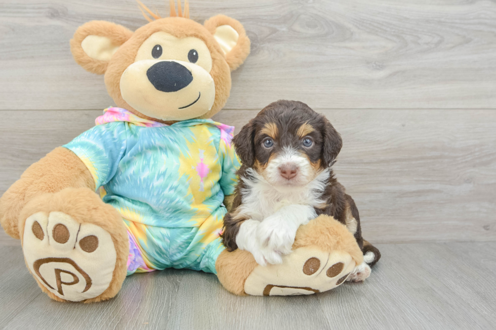Happy Mini Aussiedoodle Baby