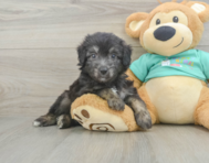 7 week old Mini Aussiedoodle Puppy For Sale - Premier Pups