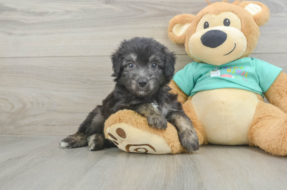 5 week old Mini Aussiedoodle Puppy For Sale - Premier Pups