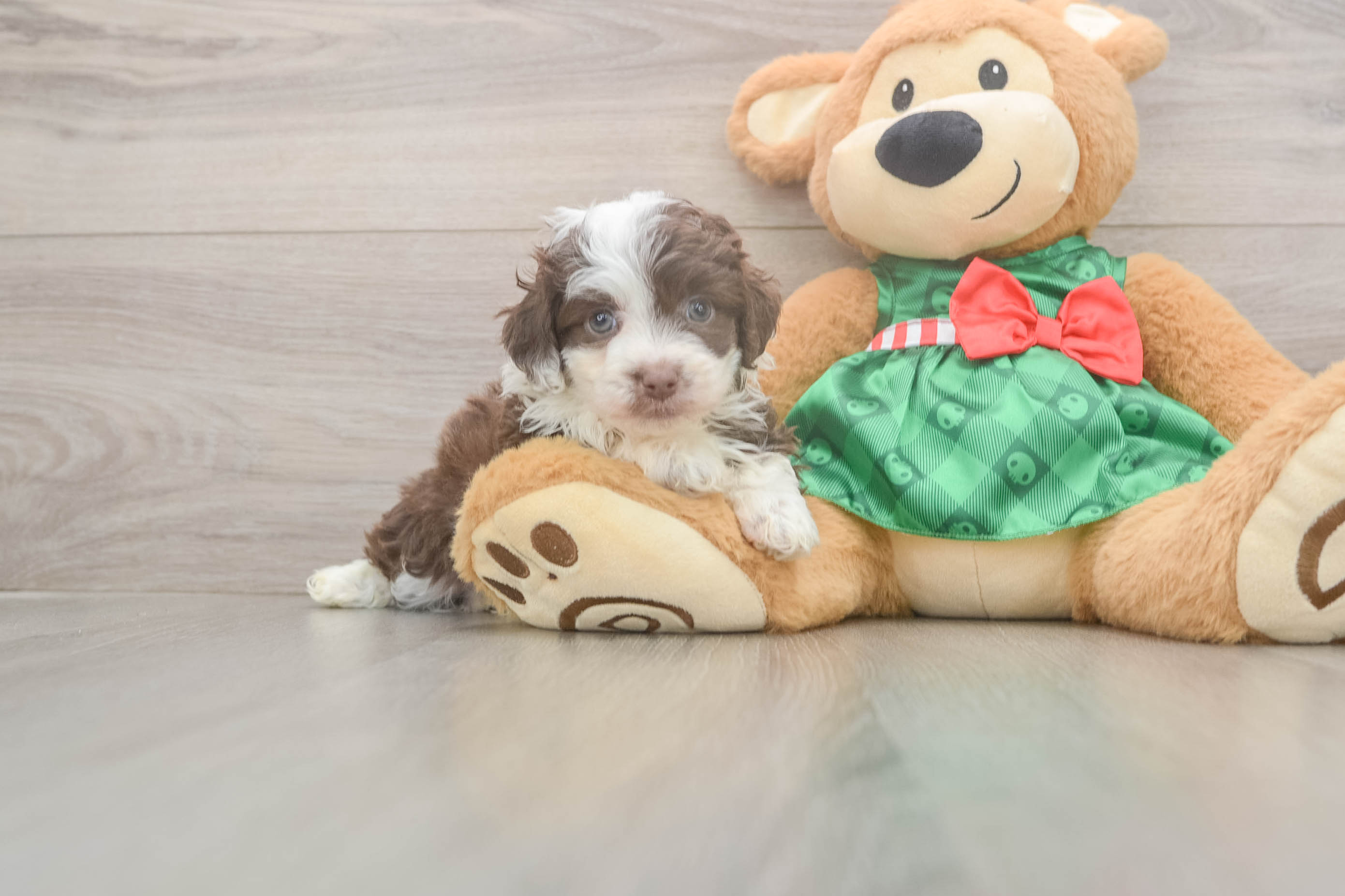 Friendly Mini Aussiedoodle Baby