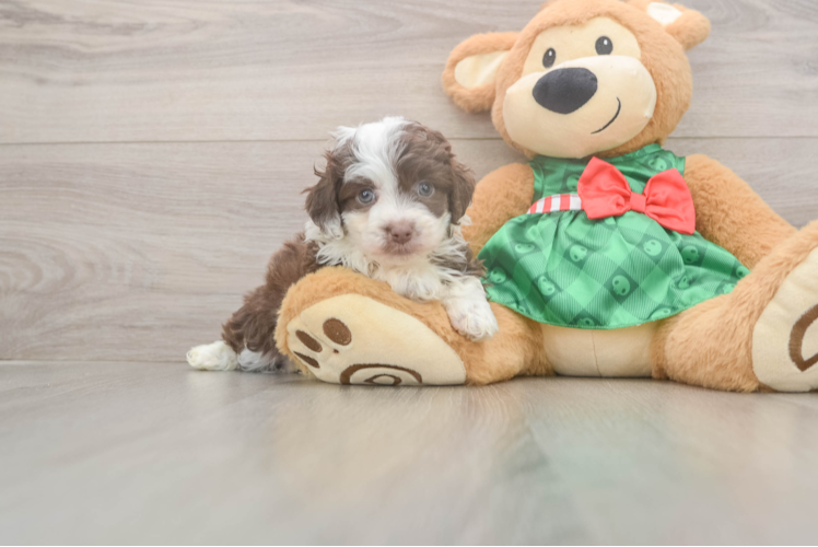 Friendly Mini Aussiedoodle Baby