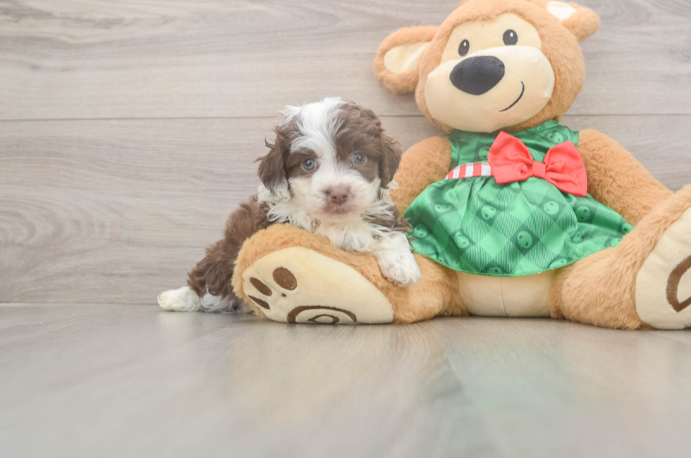 5 week old Mini Aussiedoodle Puppy For Sale - Premier Pups