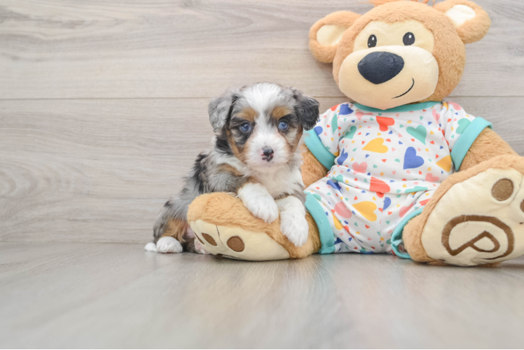 Small Mini Aussiedoodle Baby