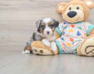 7 week old Mini Aussiedoodle Puppy For Sale - Premier Pups