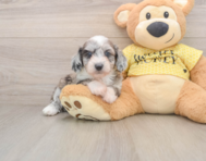 8 week old Mini Aussiedoodle Puppy For Sale - Premier Pups