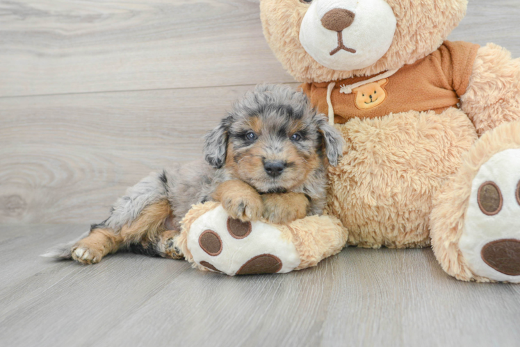 Little Aussiepoo Poodle Mix Puppy