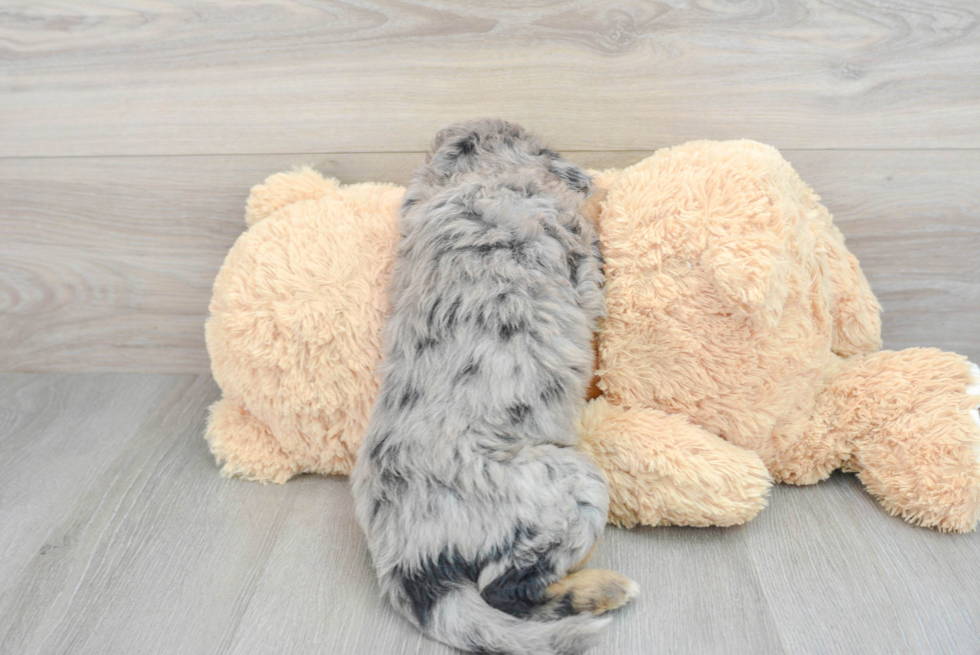 Adorable Aussiepoo Poodle Mix Puppy