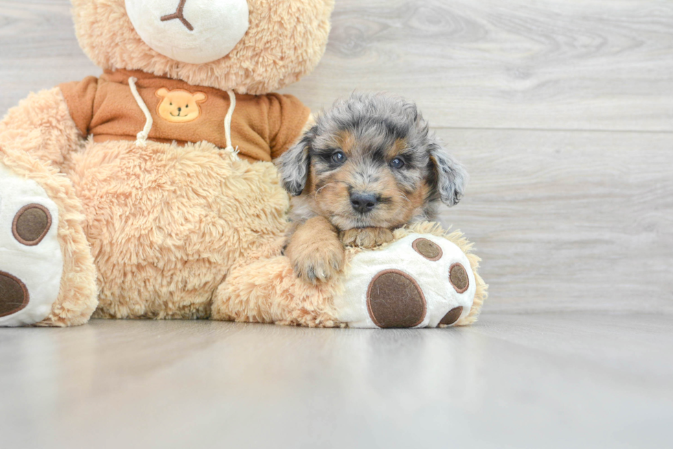 Mini Aussiedoodle Pup Being Cute