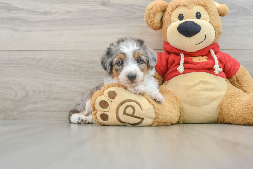 Mini Aussiedoodle Pup Being Cute