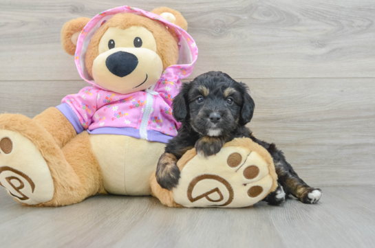 Smart Mini Aussiedoodle Poodle Mix Pup