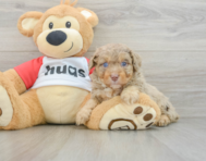 8 week old Mini Aussiedoodle Puppy For Sale - Premier Pups