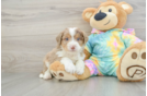 Mini Aussiedoodle Pup Being Cute