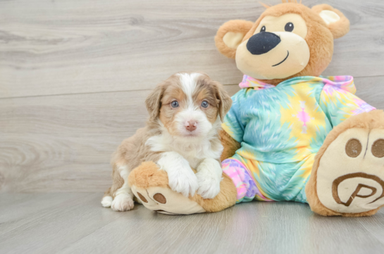 Mini Aussiedoodle Pup Being Cute