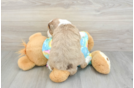 Energetic Aussie Poo Poodle Mix Puppy