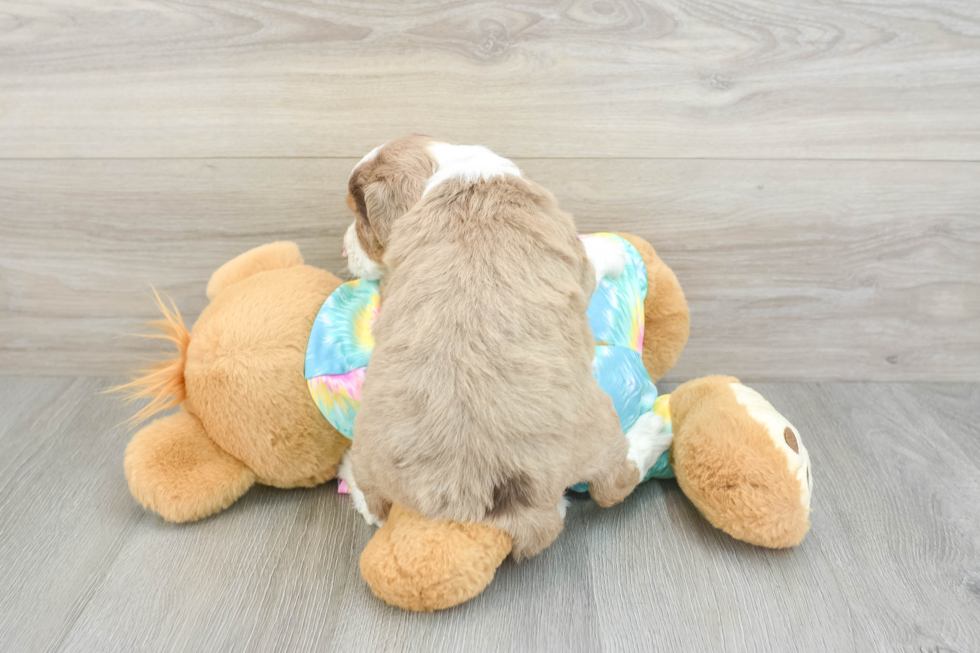 Energetic Aussie Poo Poodle Mix Puppy